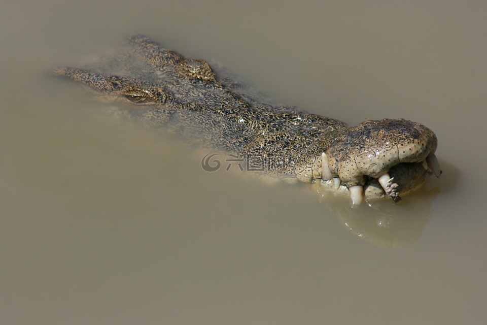 鳄鱼,咸水,澳大利亚