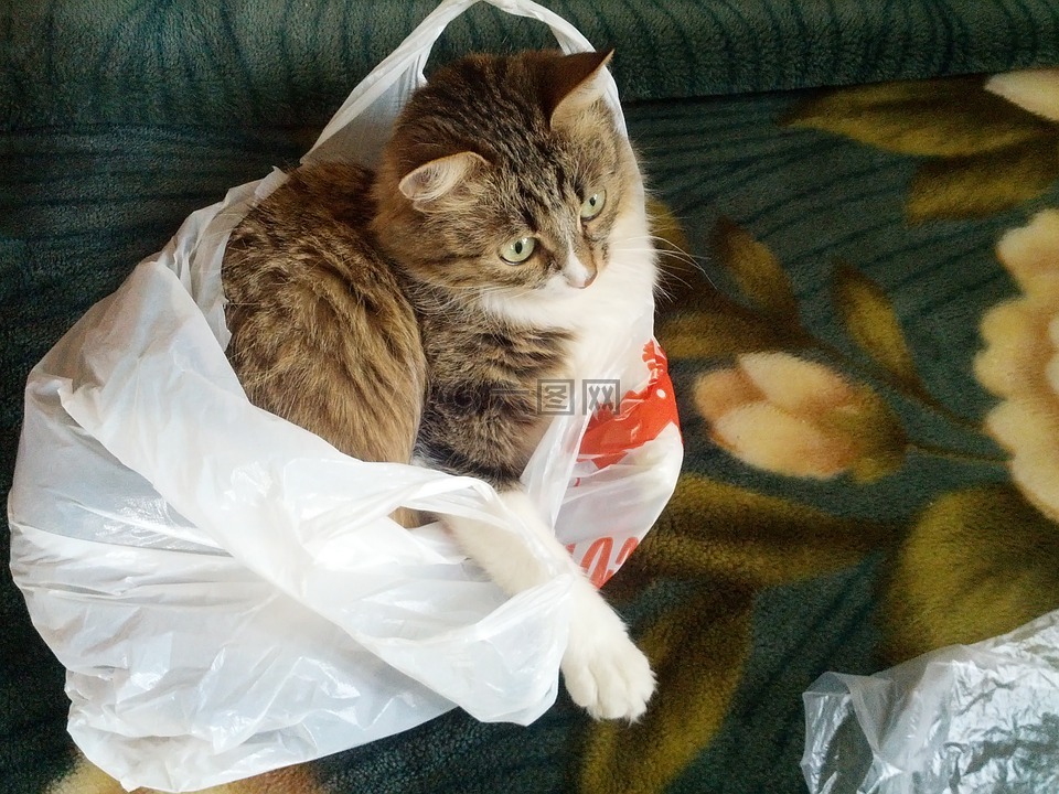 猫,在袋子里的猫,开玩笑