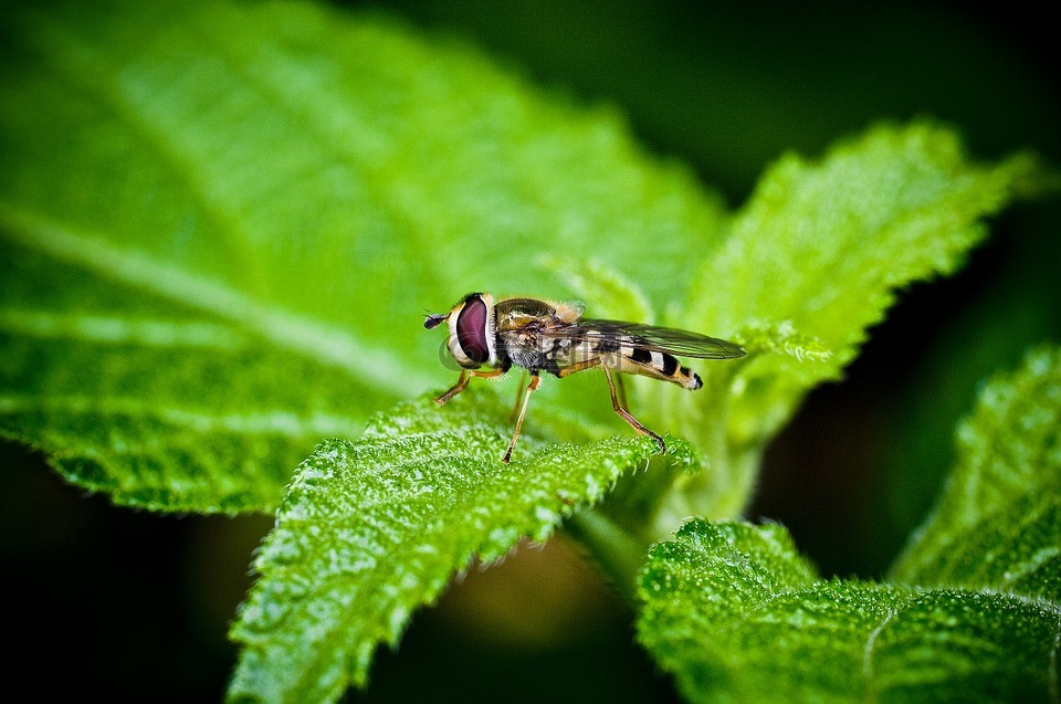 等,昆虫,bug