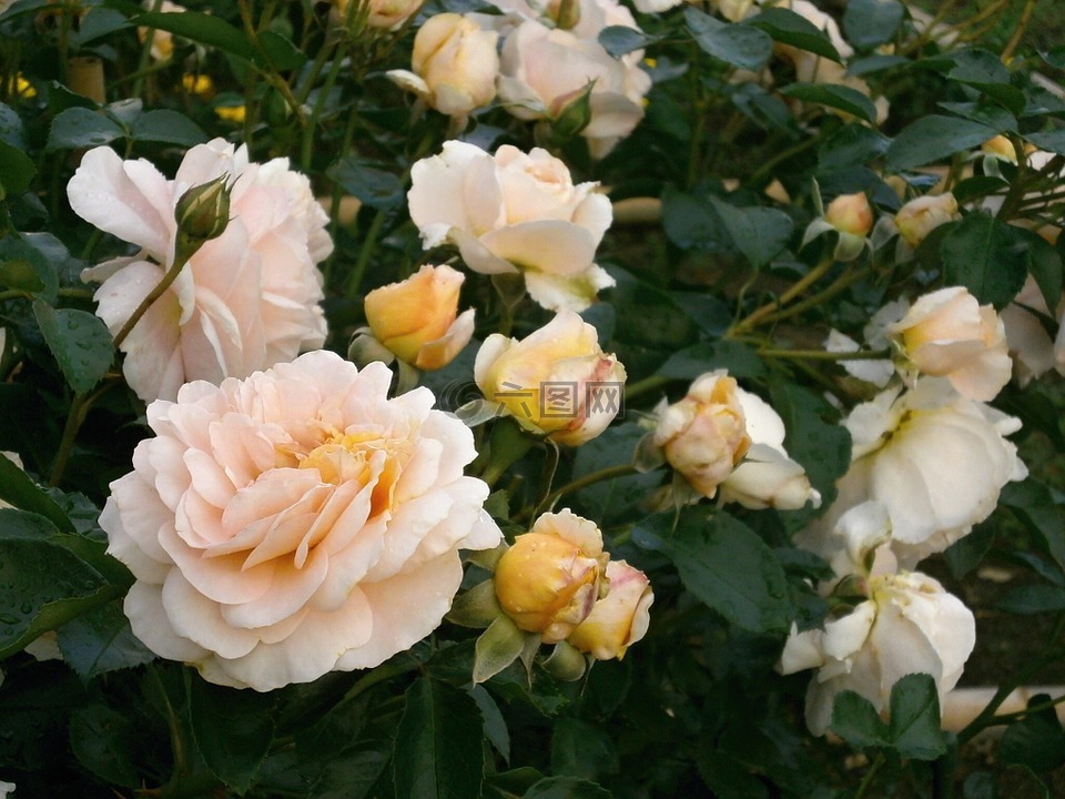 玫瑰,奶油色,玫瑰花园