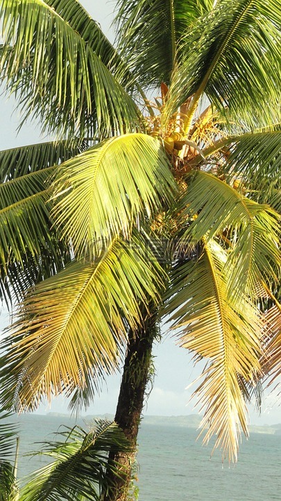 椰子树,热带树,棕榈树