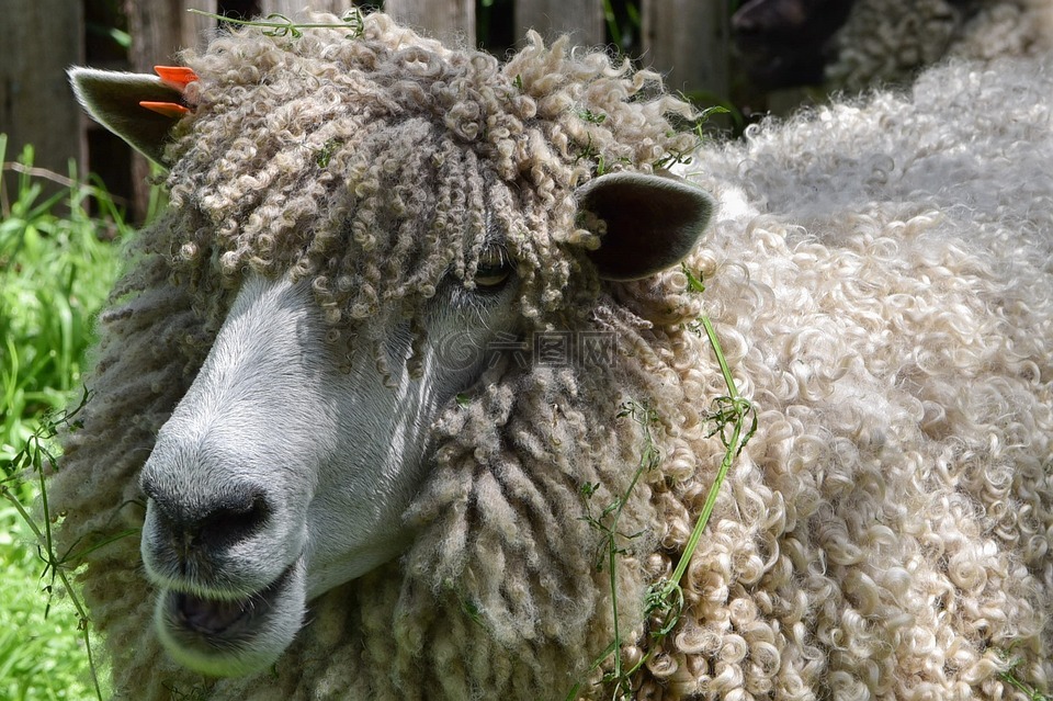 羊,woolly,羊毛