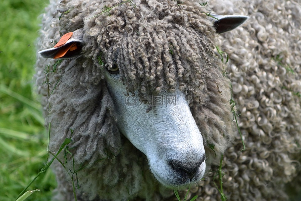 羊,羊毛,woolly