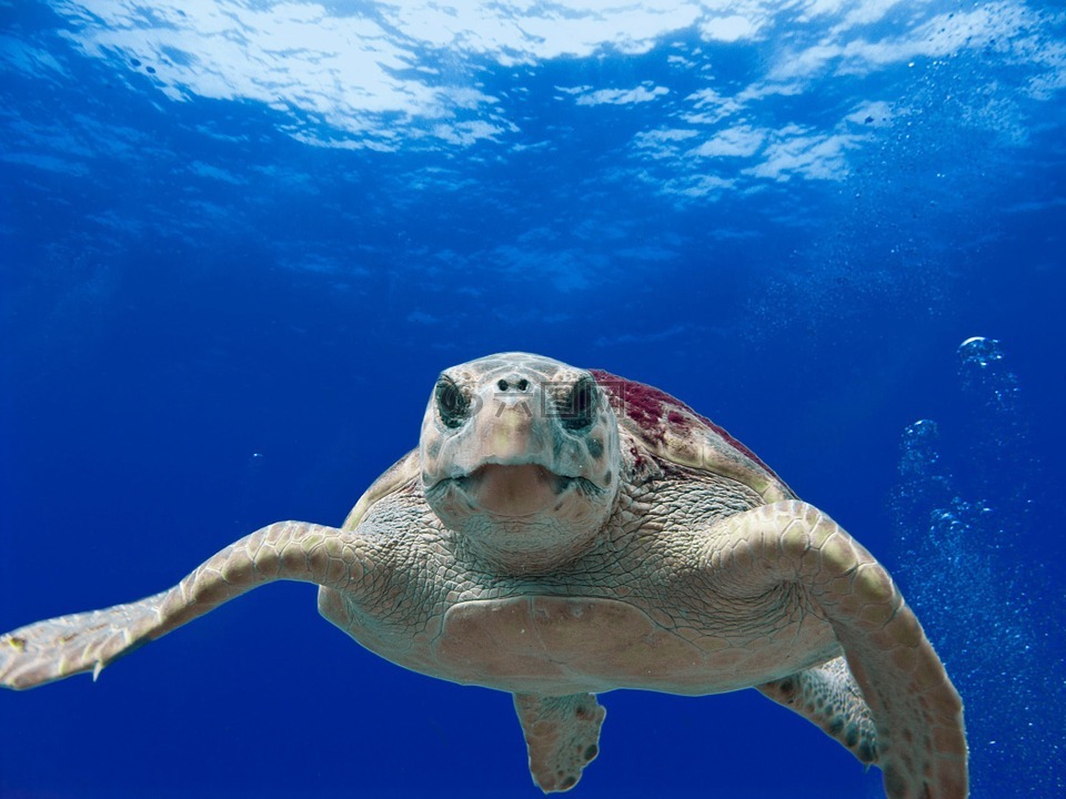 红海龟,海,海洋