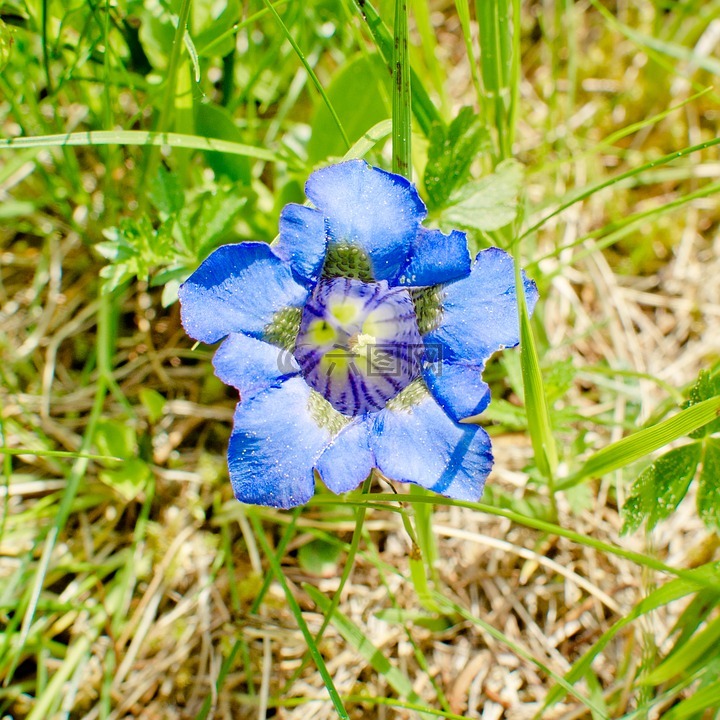 clusius龙胆草,开花,高山龙胆