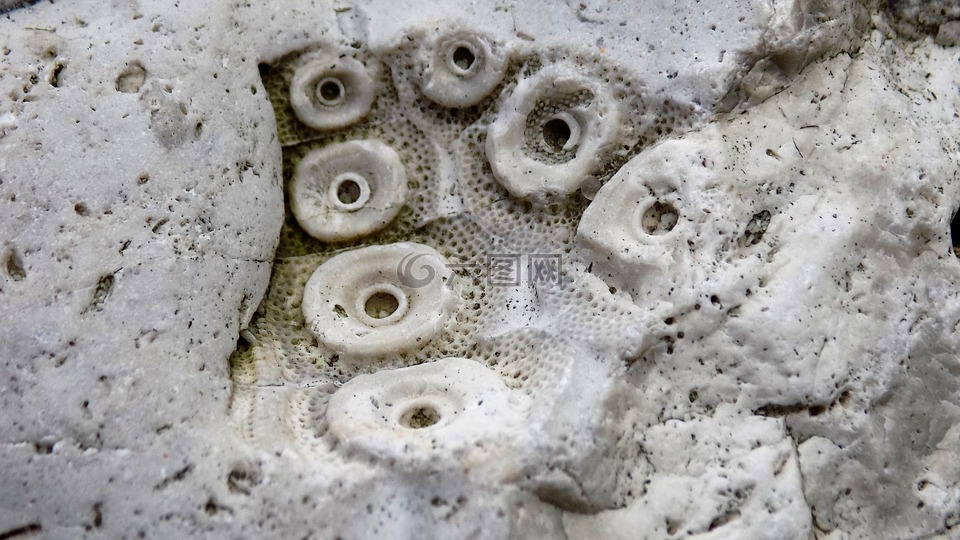 化石,白垩纪,波罗的海