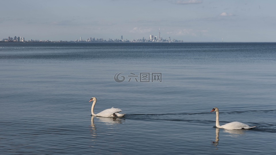 天鹅,游泳,水