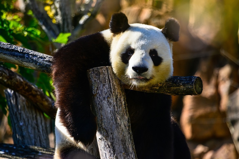 熊猫熊,动物园,野生动物