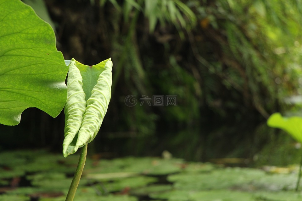 荷叶,池塘,绿色