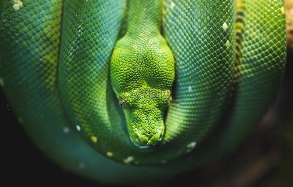 绿色,蛇,爬行动物