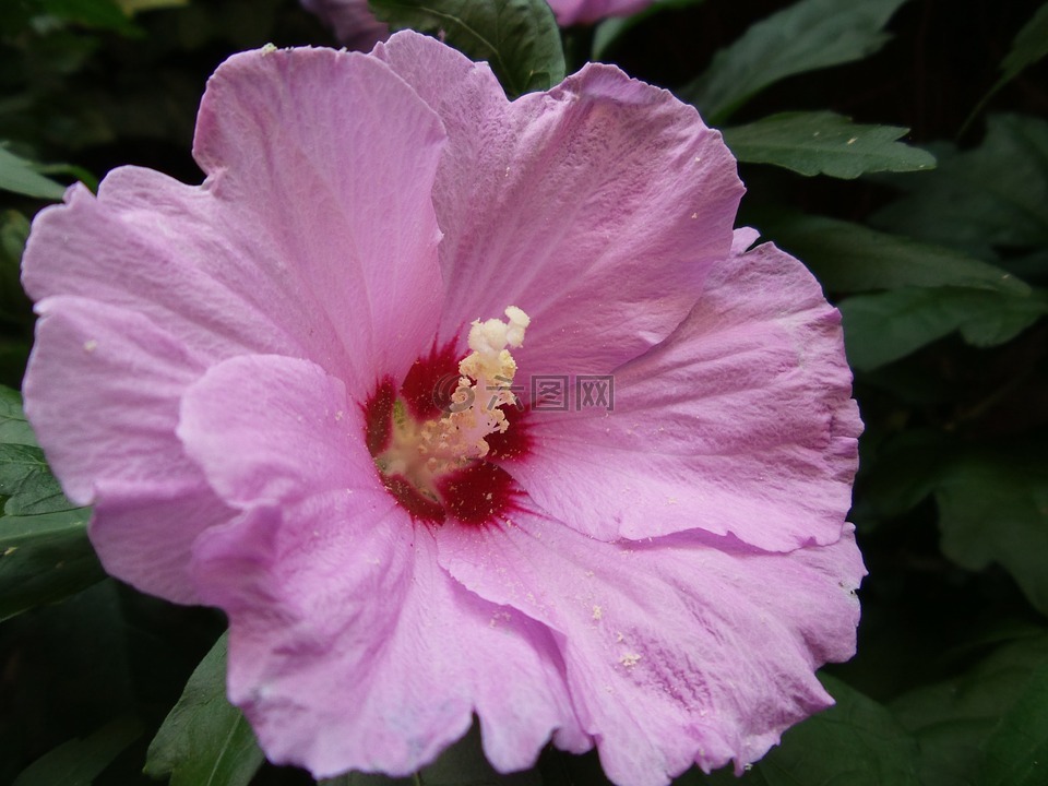 锦葵属植物,粉色花,花卉