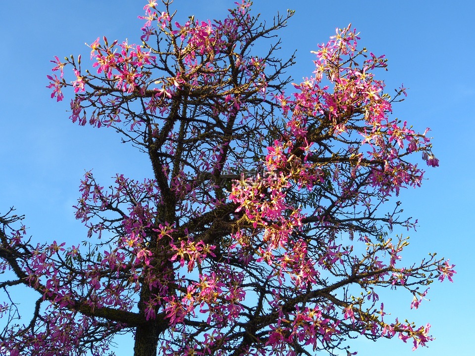 木棉树,木棉 pentandra,pochote