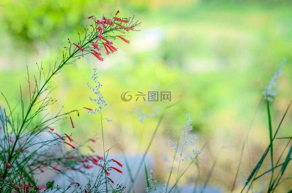 花,绿色,花的