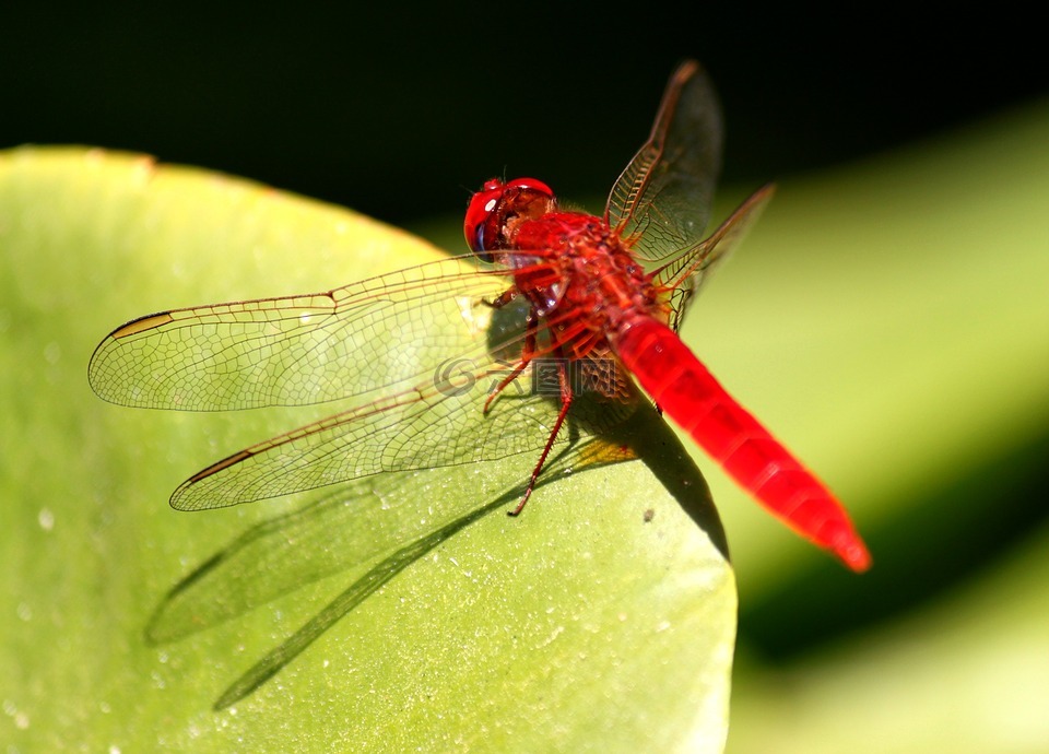 蜻蜓,昆虫,红色