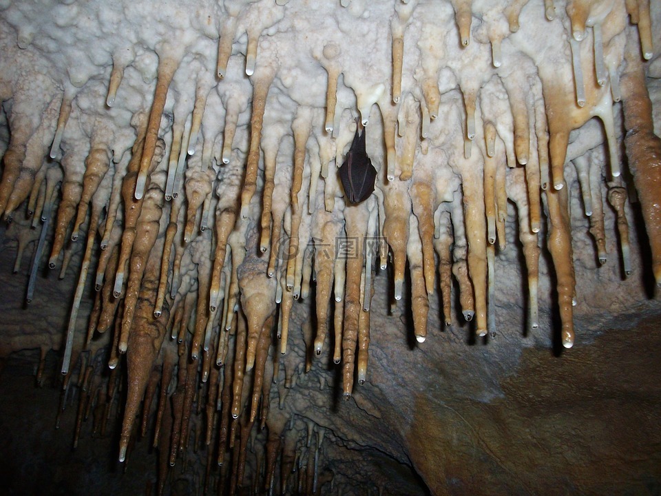 钟乳石,休眠的蝙蝠,洞穴