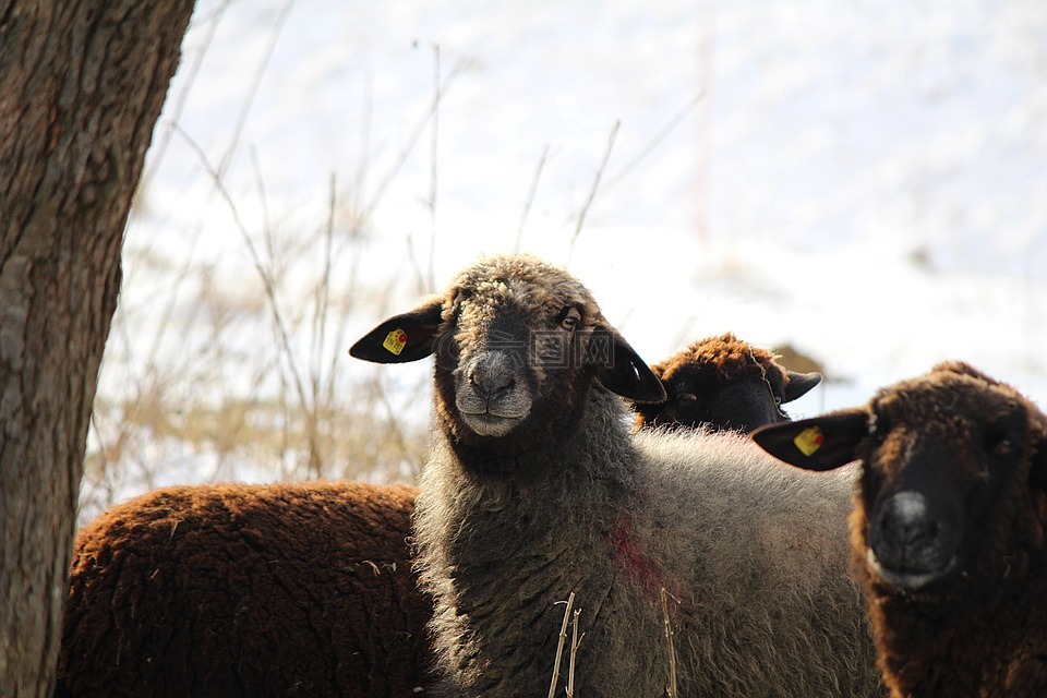 羊,动物,羊脸