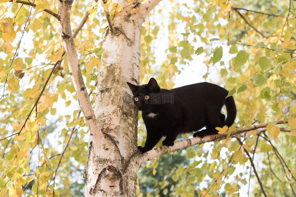 小猫,猫,黑色的猫