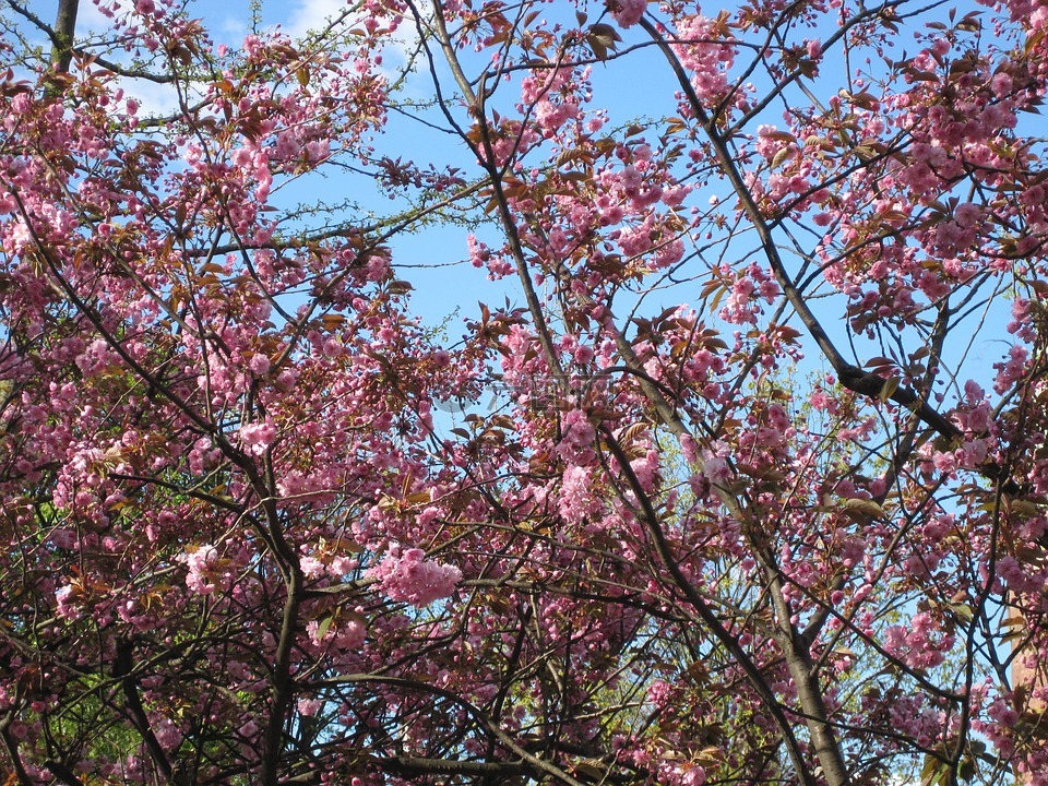樱桃木,春天,花卉