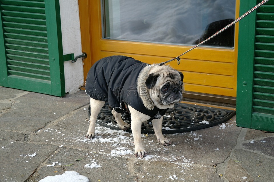 帕格,狗,冬天