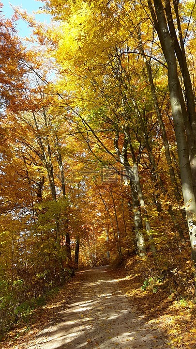 秋季,森林,金色的秋天