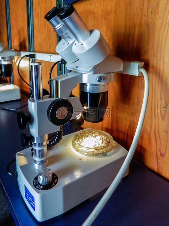 显微镜,实验室,科学