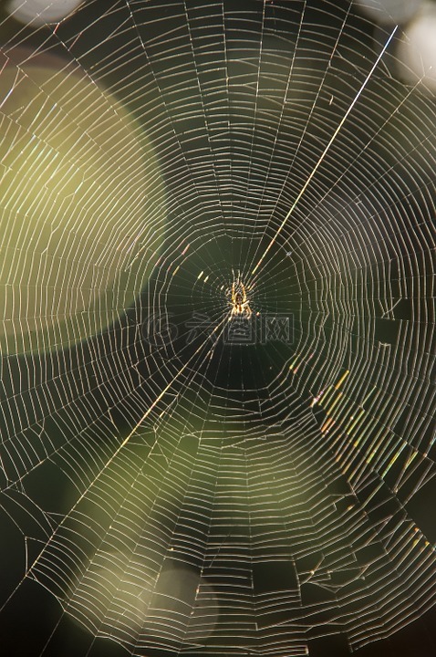 web,蜘蛛,陷阱