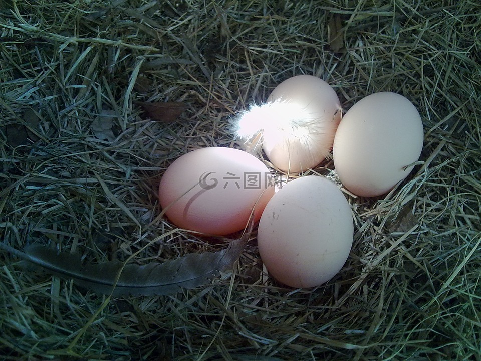 鸡蛋,巢,鸡