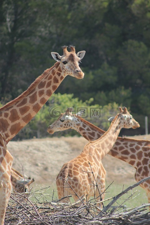 长颈鹿,储备,非洲