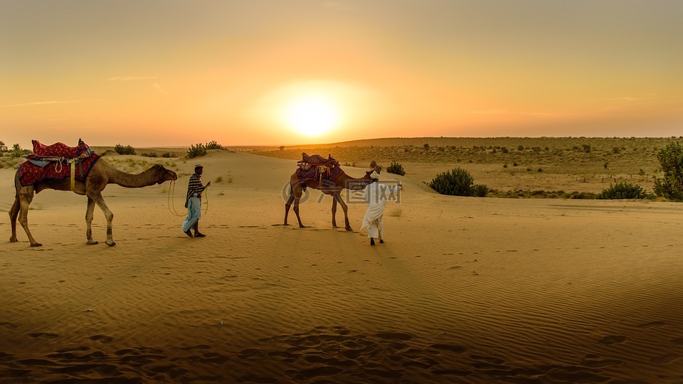 沙漠,沙,骆驼