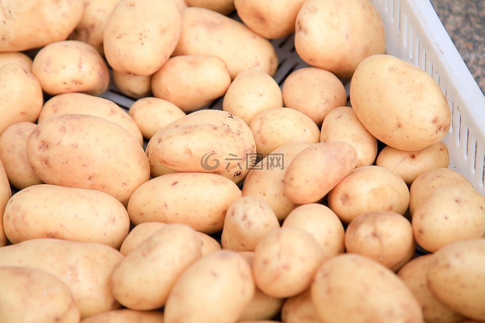 土豆,收获,农业