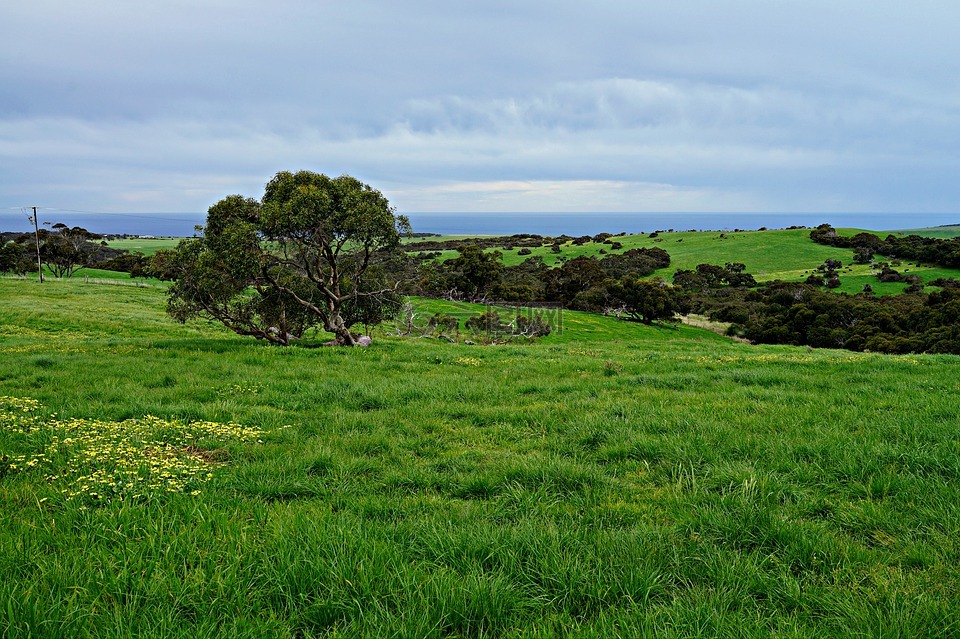 滚草地,绿色的田野,开阔的空间