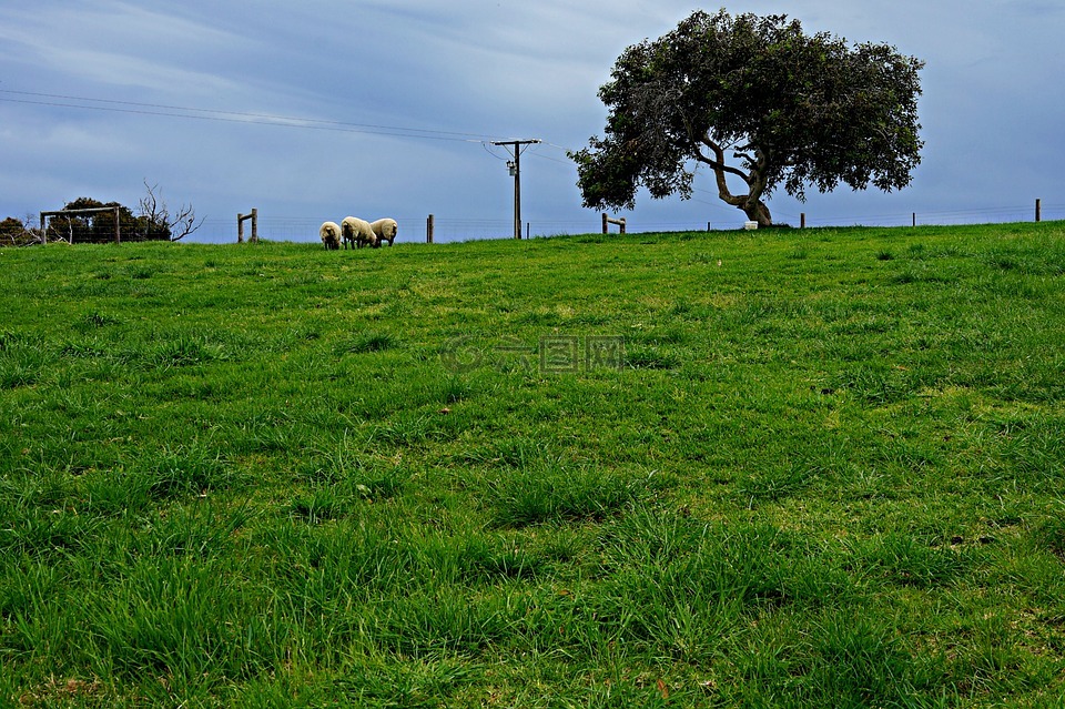 羊,孤树,地平线