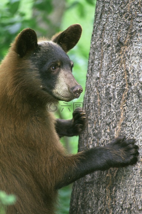 黑熊,动物,树