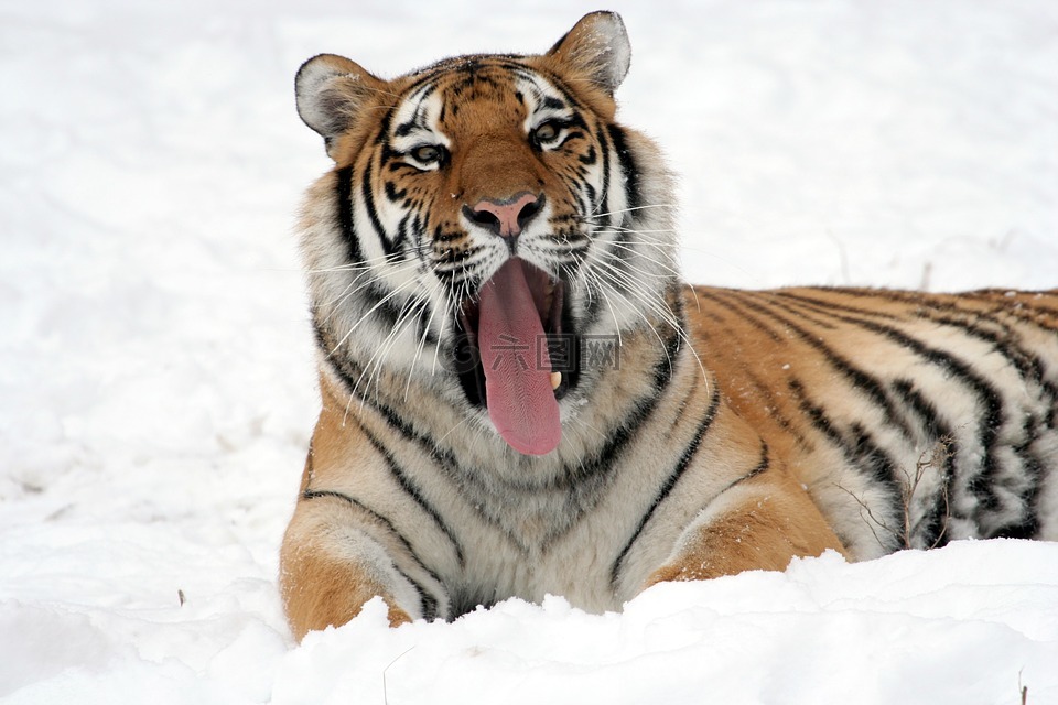 虎,打呵欠,雪