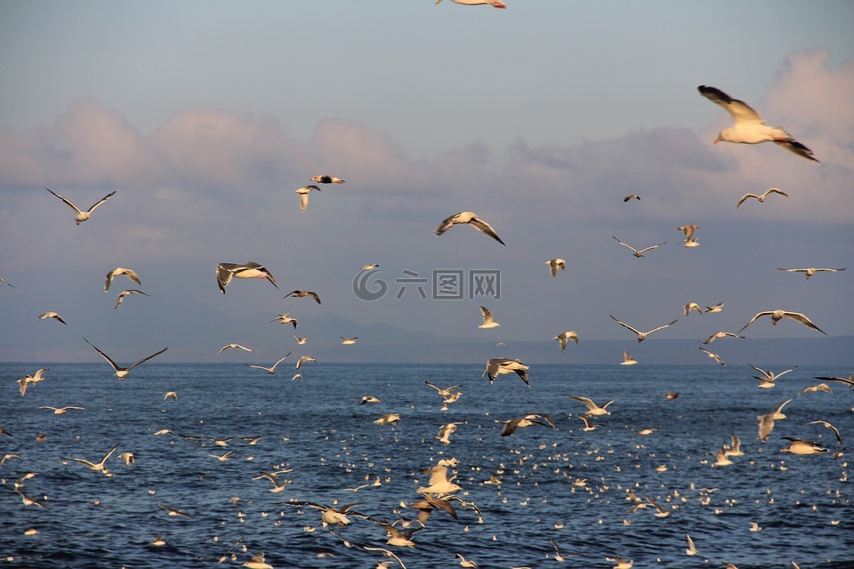 择捉,千岛群岛,海鸥