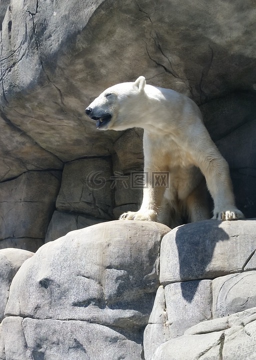 白熊,动物园,汉堡