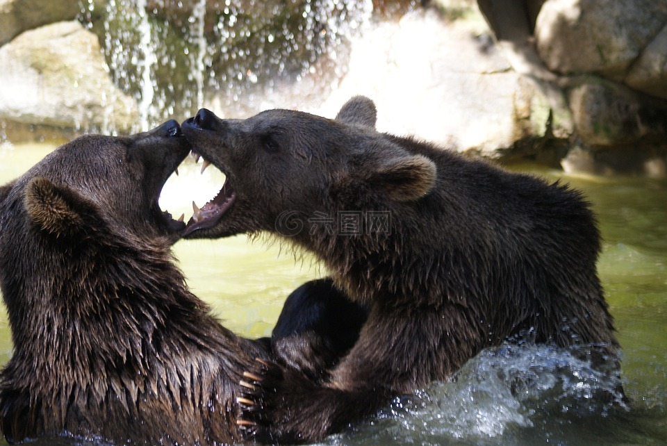 棕熊,水,动物
