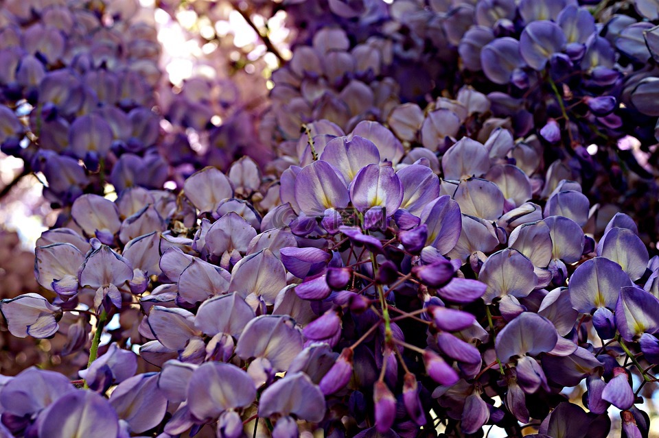 紫藤,花的,春