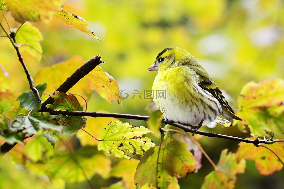 鸟,黄色,秋天