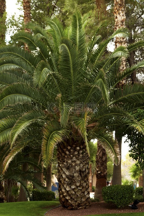 棕榈,叶,棕榈树