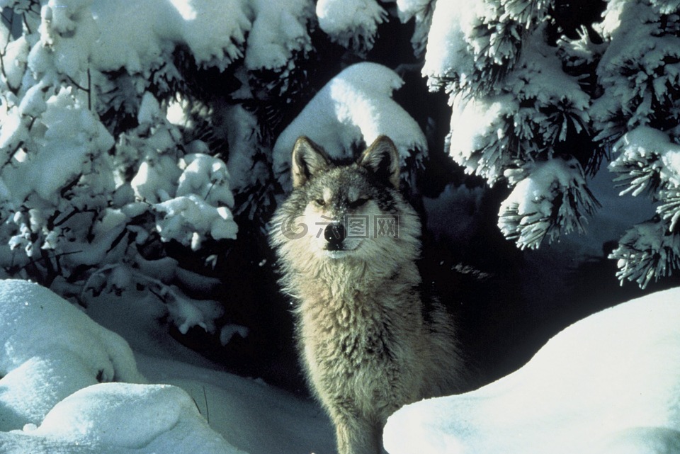 狼,雪,野生动物