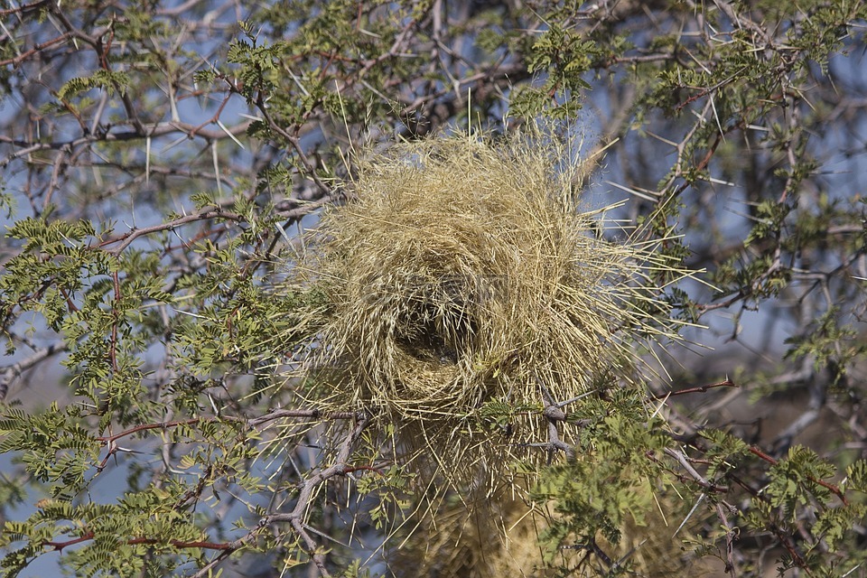 webervogel,纳米比亚,卡拉哈里沙漠