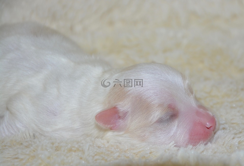 小狗,新出生的棉花图莱亚尔,狗