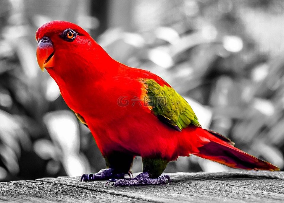 鹦鹉,红色,鸟