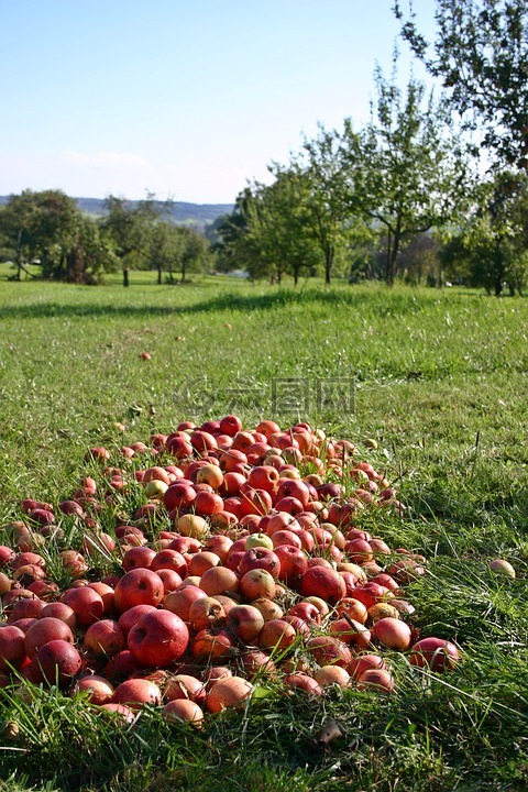苹果,果园,意外的收获