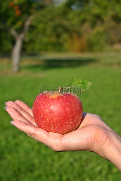 苹果,水果,成熟