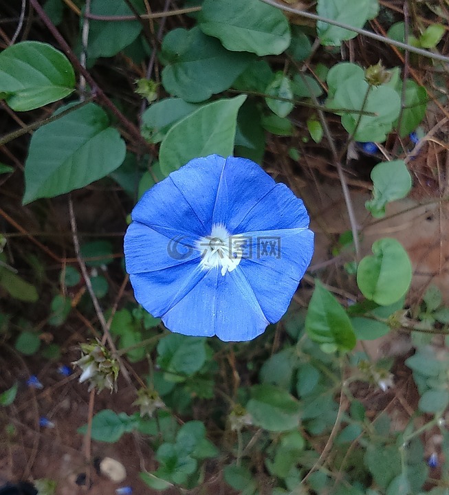 花,蓝色,天蓝clustervine