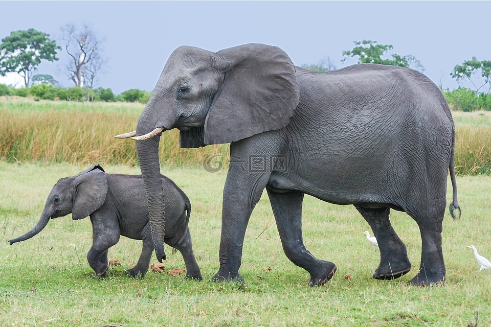 象,非洲,非洲布什大象