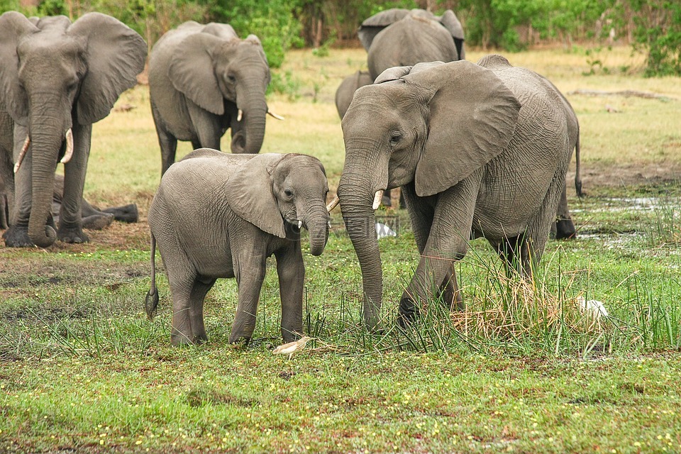 象,非洲,非洲布什大象