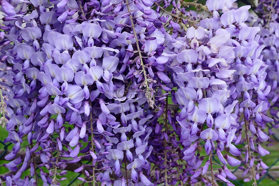 花,紫,紫藤